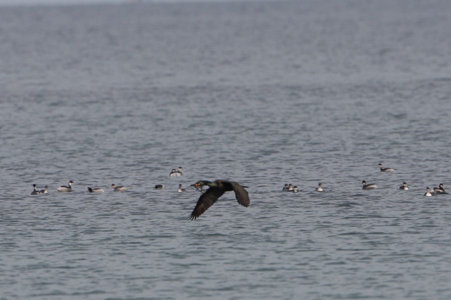 Tepeli karabatak
