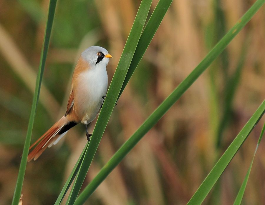 Bearded Reedling