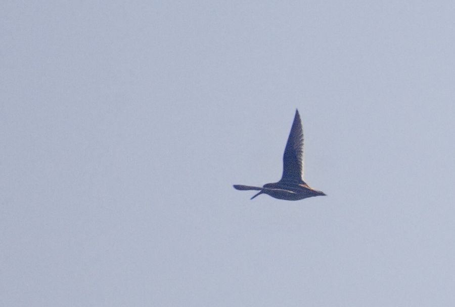 Jack Snipe