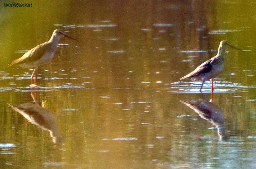 Spotted Redshank