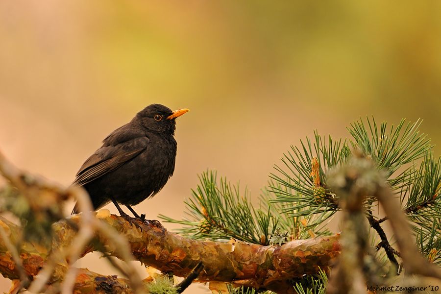Common Blackbird