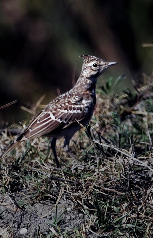 Eurasian Skylark