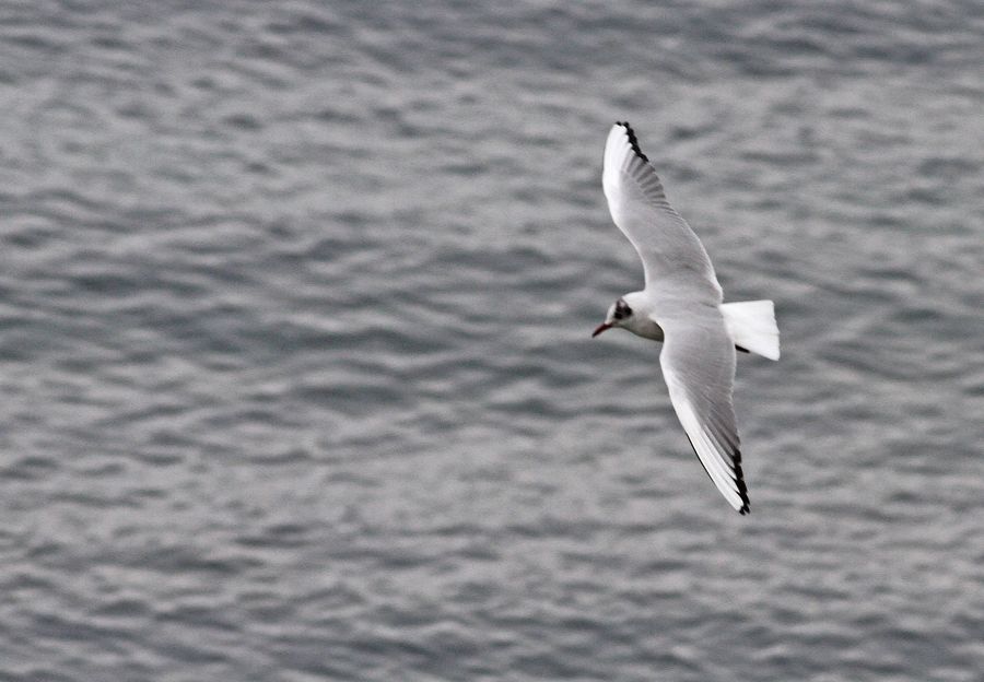 Black-headed Gull