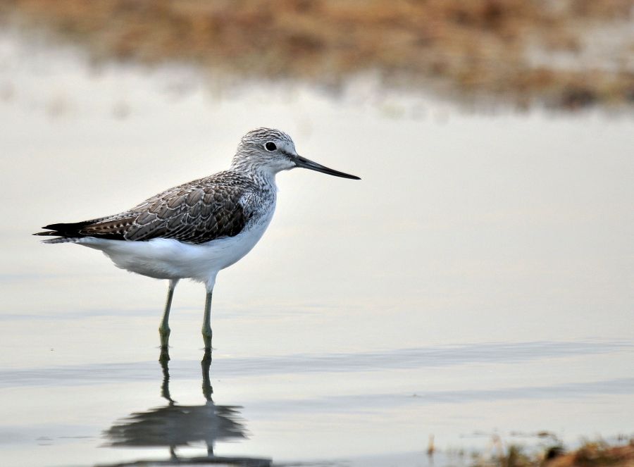 Common Greenshank