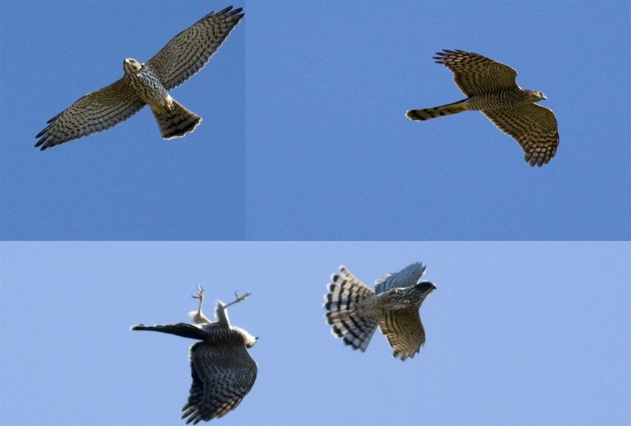 Levant Sparrowhawk