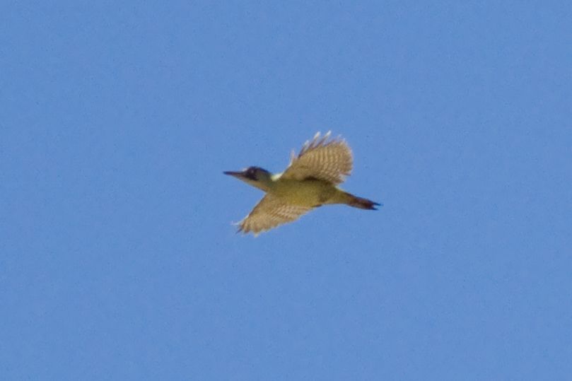 European Green Woodpecker