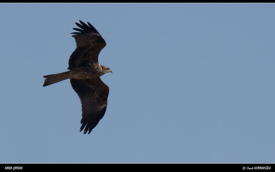 Black Kite