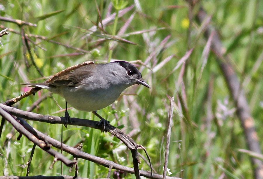 Eurasian Blackcap