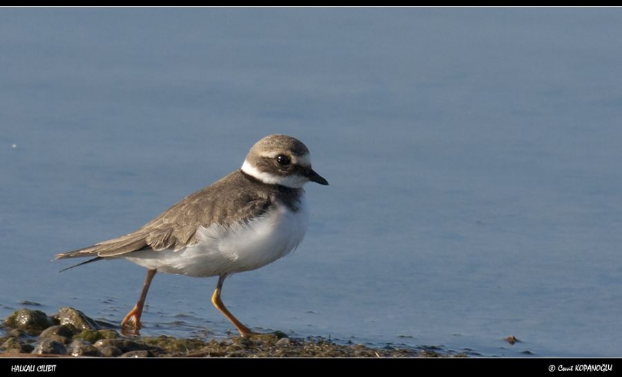 Common Ringed Plover