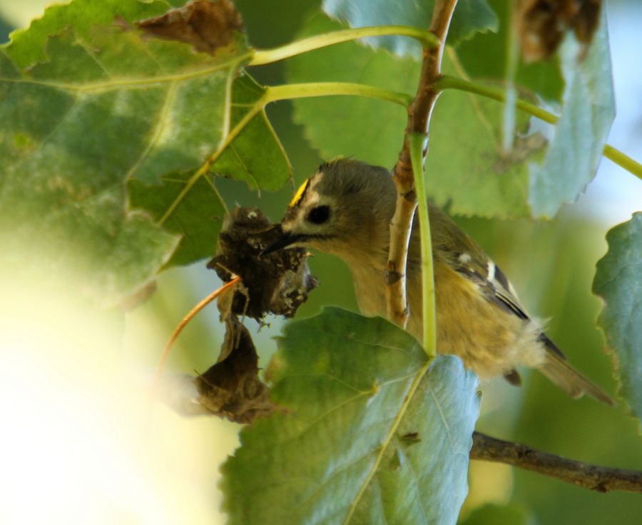 Goldcrest