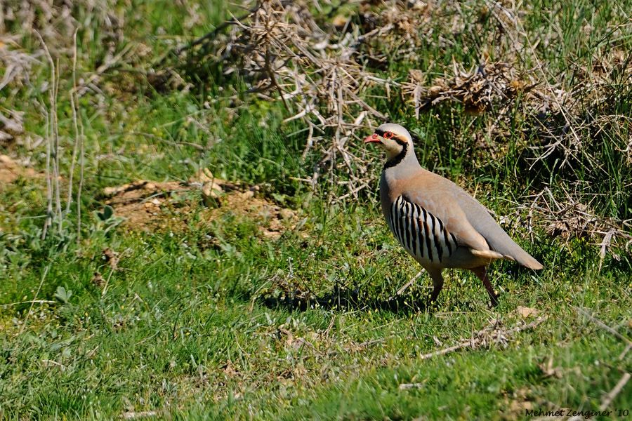 Chukar Partridge