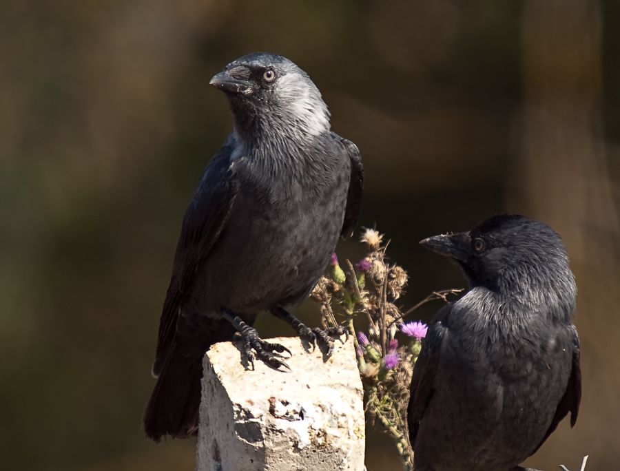 Western Jackdaw