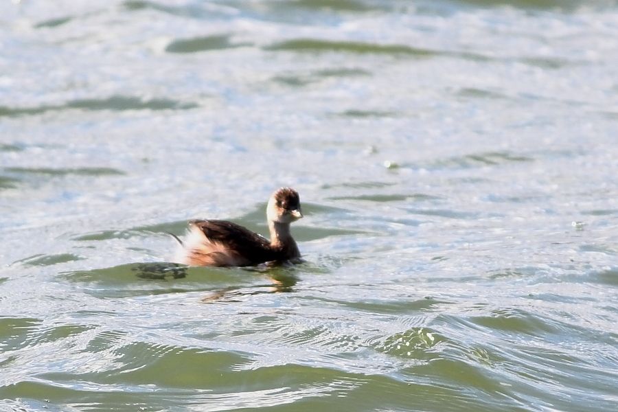 Little Grebe
