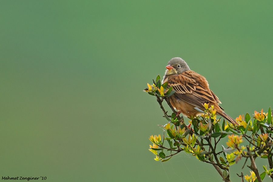 Ortolan Bunting