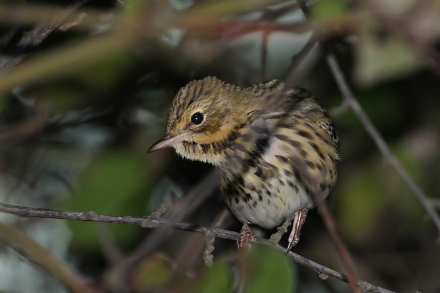 Tree Pipit