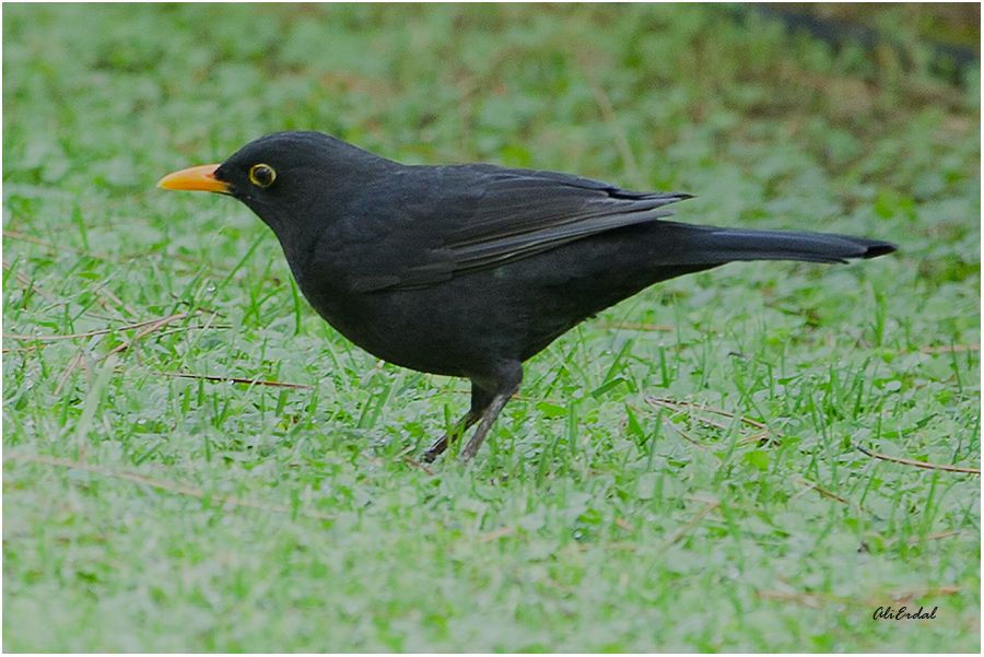 Common Blackbird