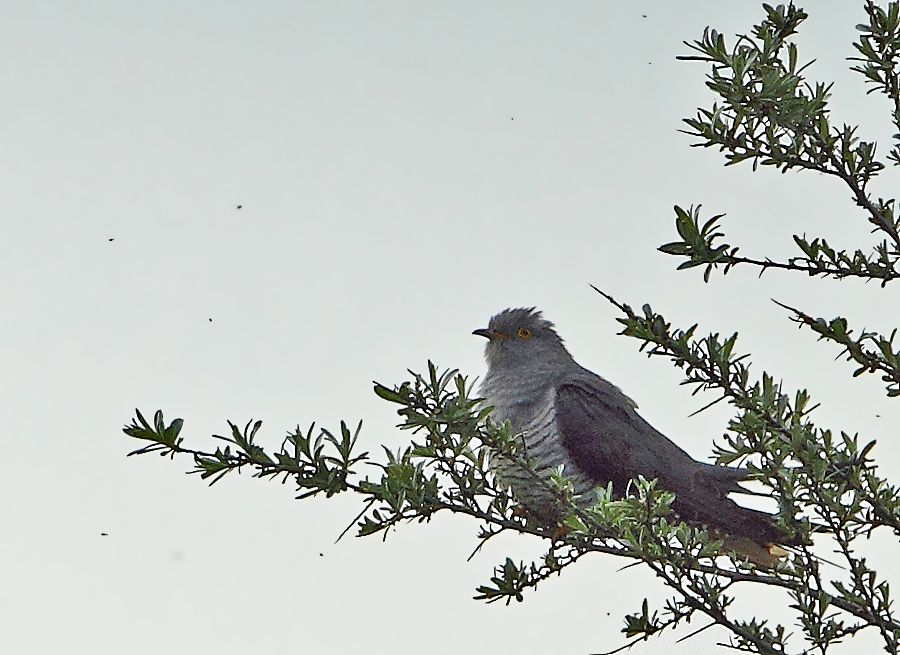 Common Cuckoo
