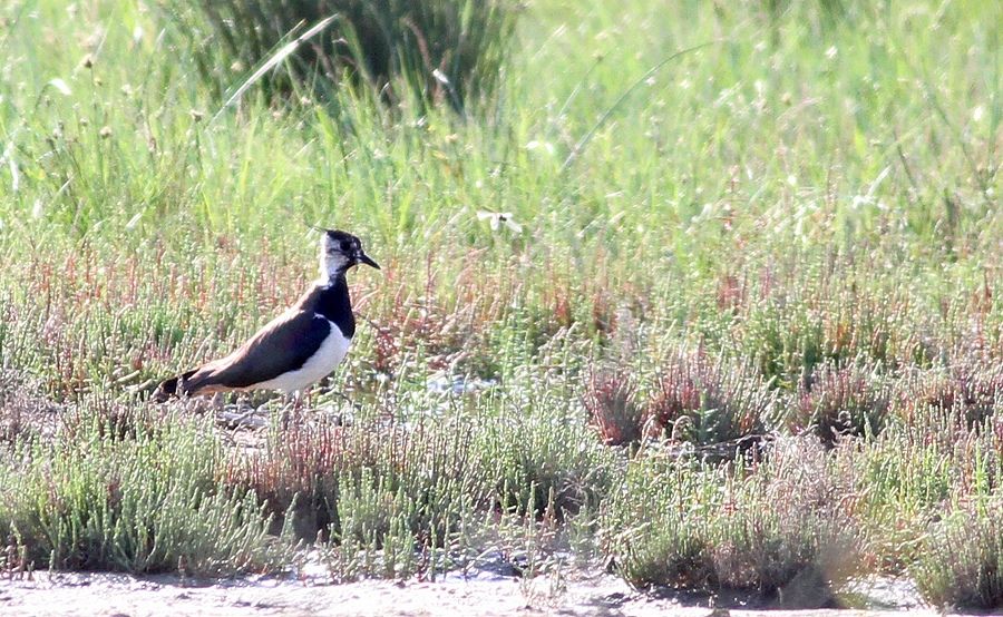 Northern Lapwing