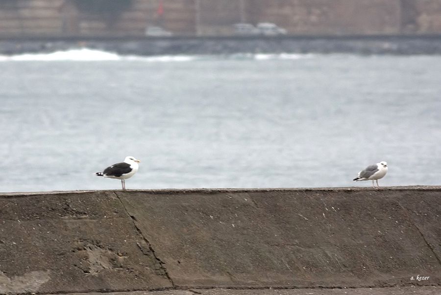 Great Black-backed Gull