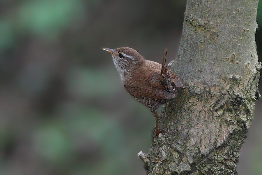 Eurasian Wren