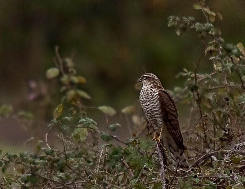 Eurasian Sparrowhawk