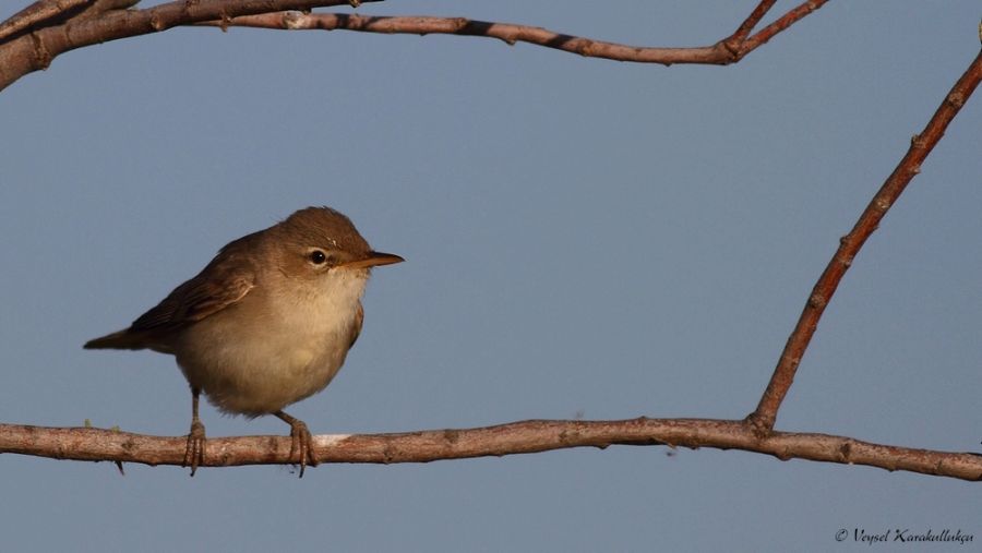 Eastern Olivaceous Warbler