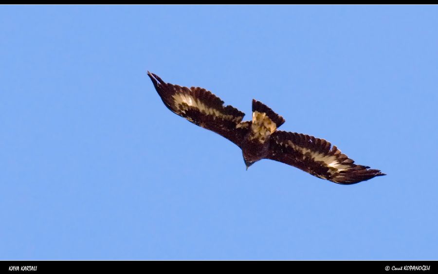 Golden Eagle
