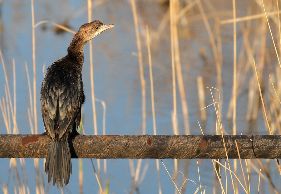 Pygmy Cormorant