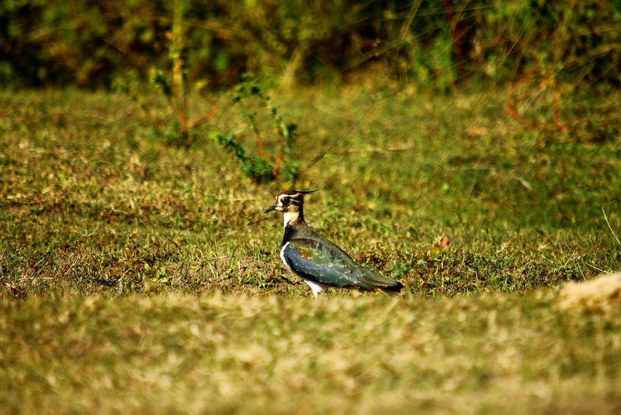 Northern Lapwing