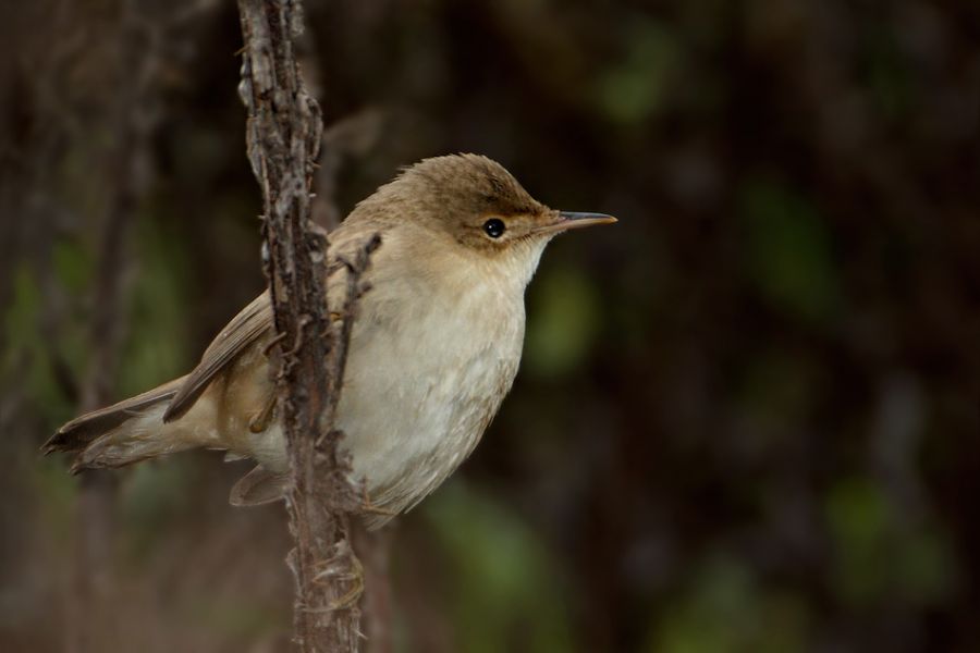 Common Reed Warbler
