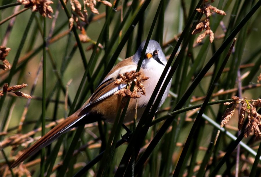 Bearded Reedling