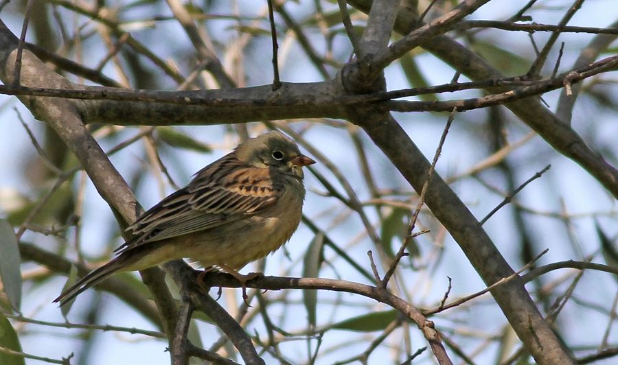 Ortolan Bunting
