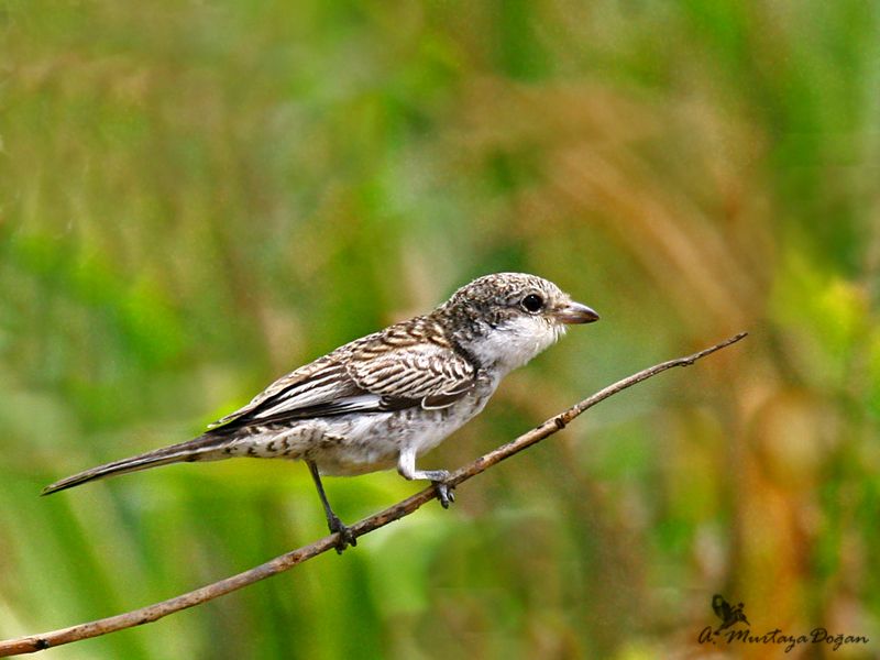 Masked Shrike
