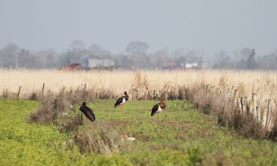 Black Stork