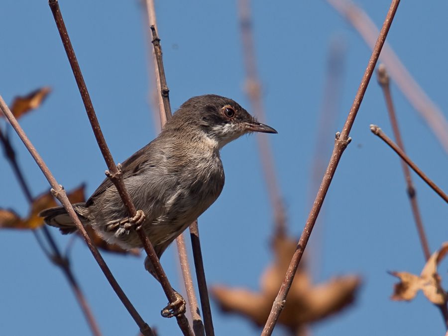 Sardinian Warbler