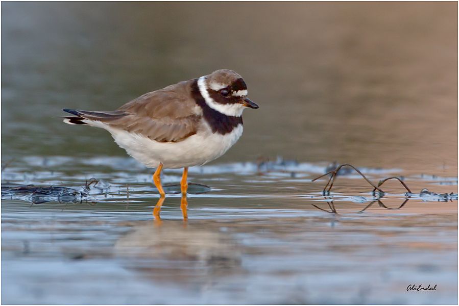 Common Ringed Plover