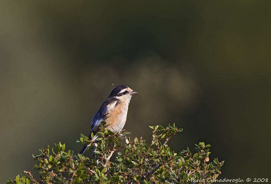 Masked Shrike
