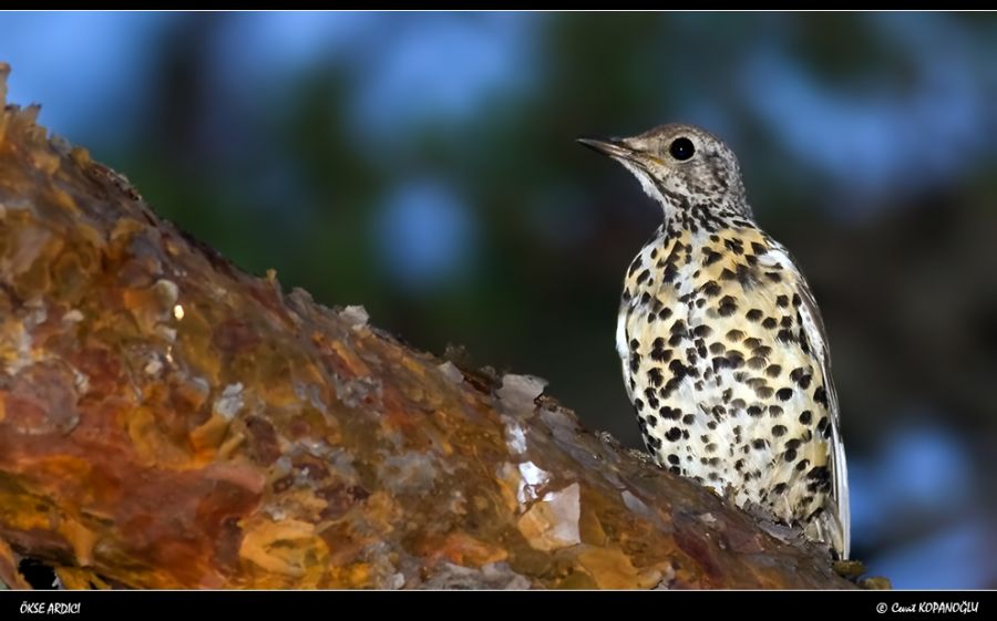 Mistle Thrush