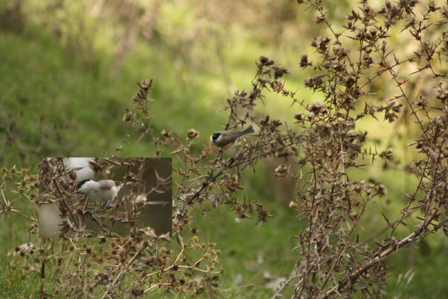 Marsh Tit