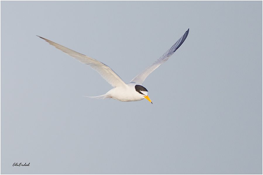 Little Tern