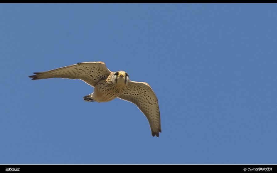 Common Kestrel