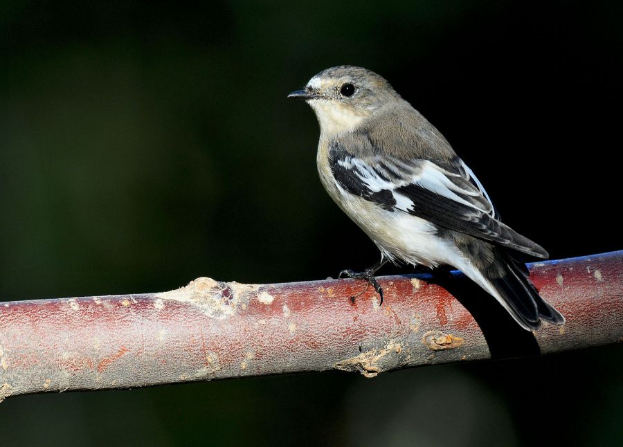 Semicollared Flycatcher