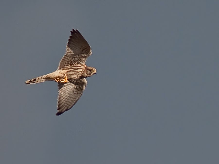 Common Kestrel