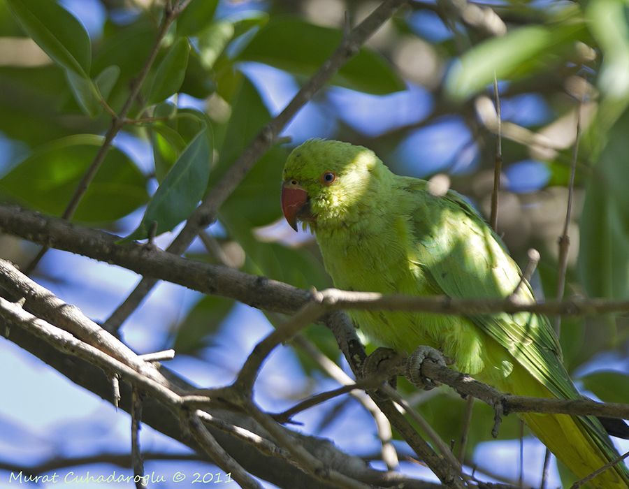 Rose-ringed Parakeet