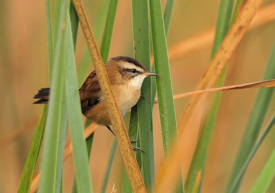 Moustached Warbler