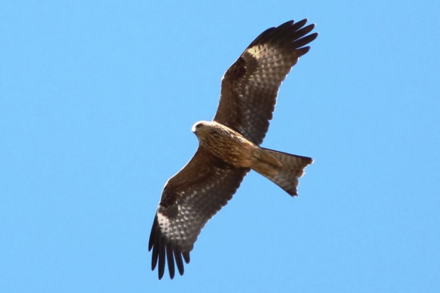 Black Kite