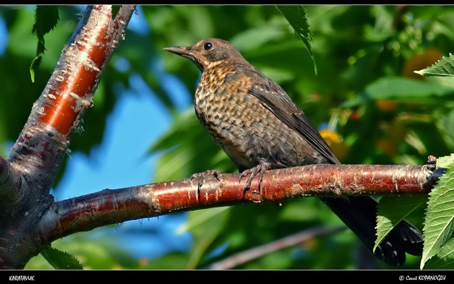 Common Blackbird