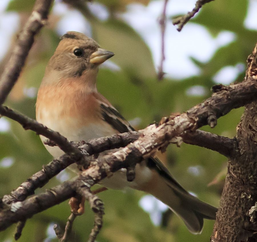 Brambling
