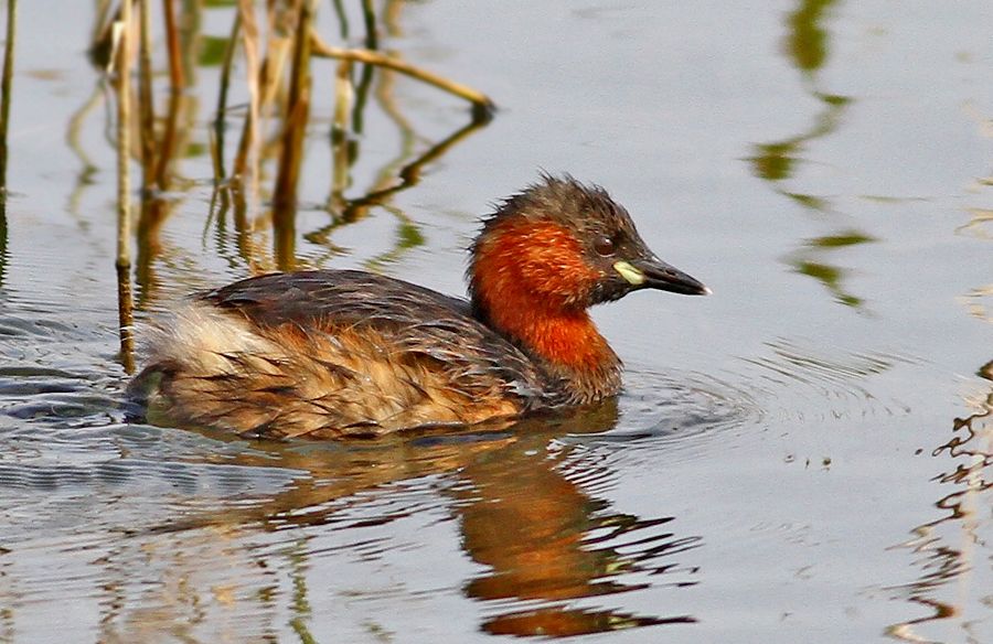 Little Grebe