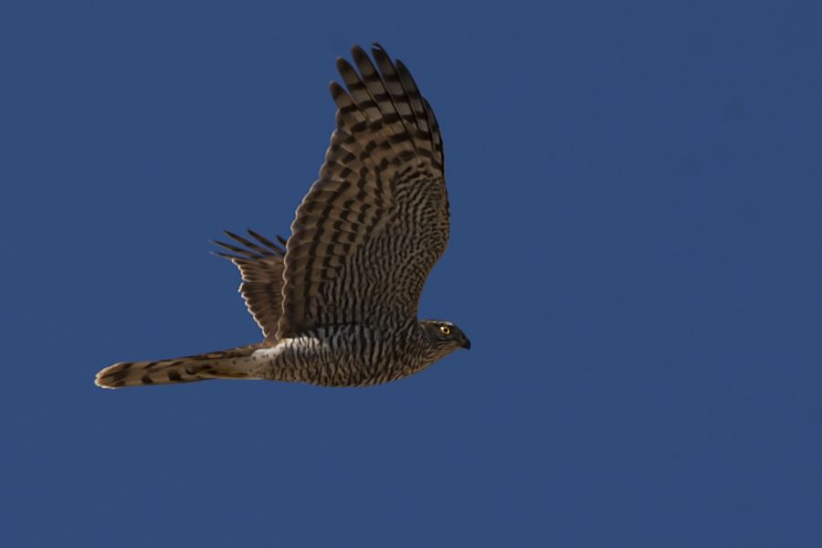 Eurasian Sparrowhawk